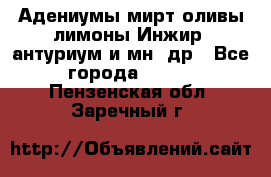 Адениумы,мирт,оливы,лимоны,Инжир, антуриум и мн .др - Все города  »    . Пензенская обл.,Заречный г.